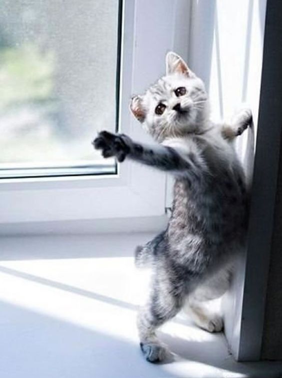 JLC_Studio's tweet photo. Please don't gooooo 

Special! Sticker Line Cat Daily Life Series. Easy to use in your daily conversations with friends.
Here https://t.co/XMNivnqHZ0

#cat #cats #kitty #kitten #funnycats #funniestcats #cutecats #cutestcats #catoftwitter #catheaven #catdailylife https://t.co/tdis6Bv2Yf