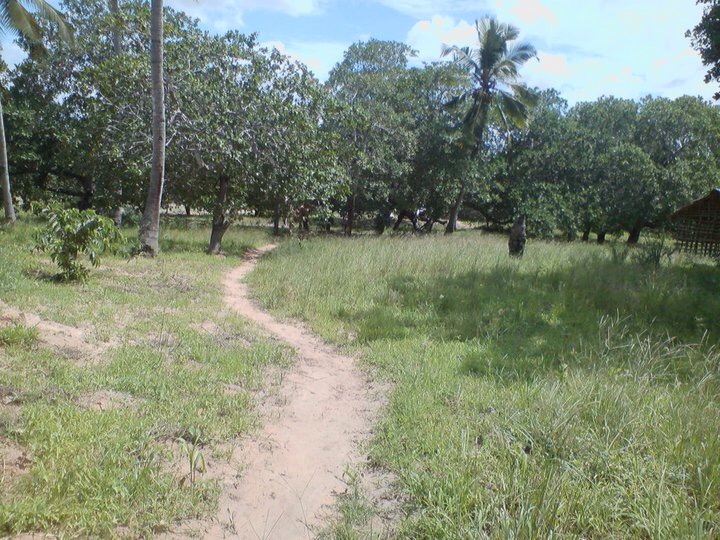 Maganakenyatta's tweet photo. Good morning. Hit me up for your property enquiries.
Mature Cashew orchard at MajiMoto, @OurKwaleCounty measuring 5.4 acres is on the market for Kes. 9.5M.
A natural hotspring borders the property. #geologicalMarvel https://t.co/oPy9QtJODA