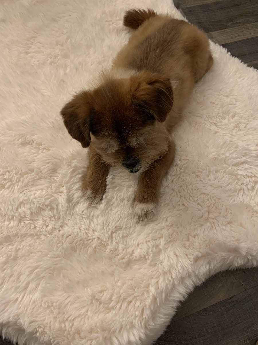 Your Best American Girl Doll tweet media