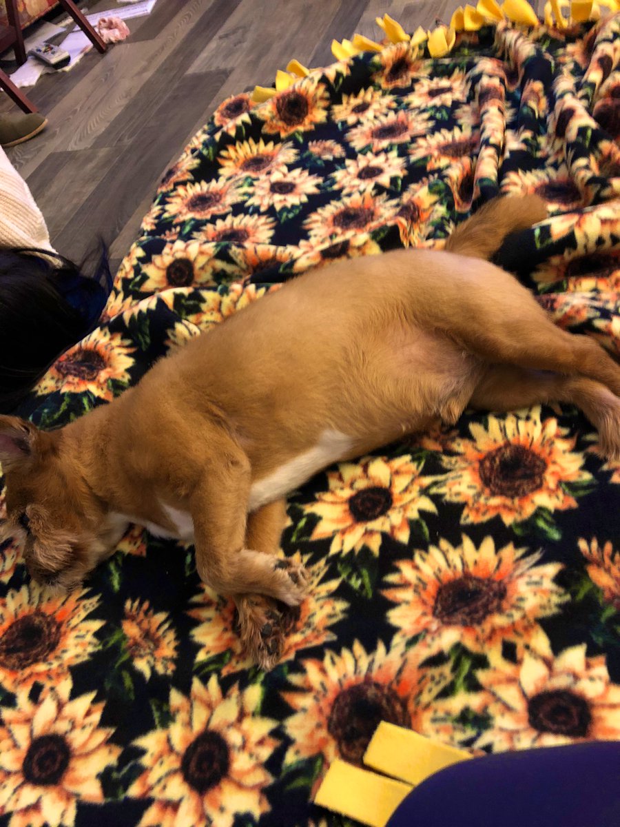 Your Best American Girl Doll tweet media