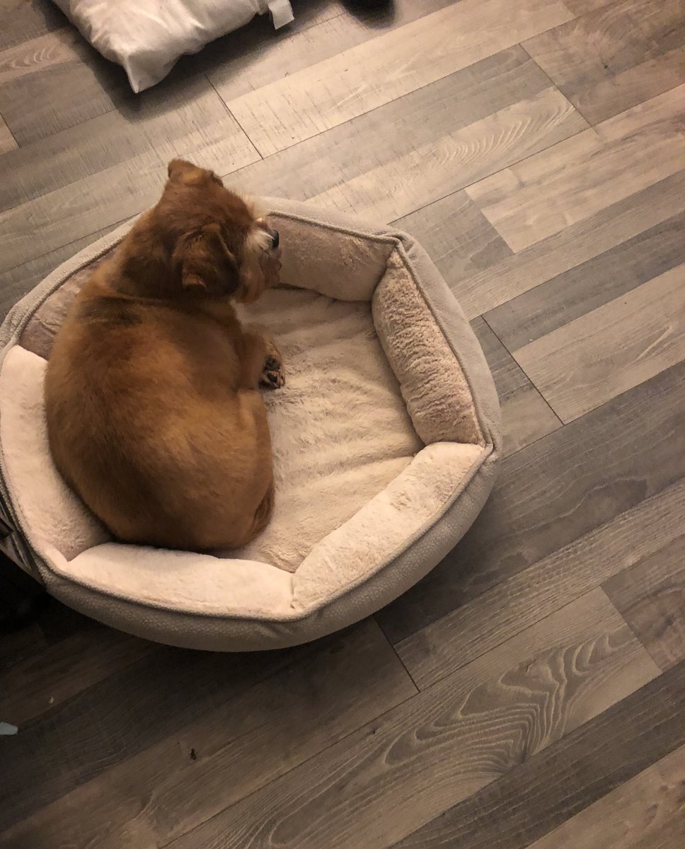 Your Best American Girl Doll tweet media