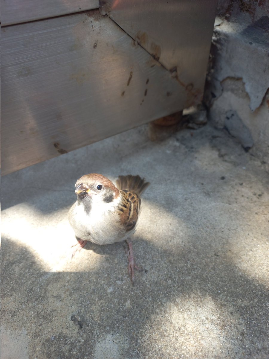 갑자기 하늘에서 참새가 떨어졌어요
날개 다쳐서 못날고 있길래 집주인분이랑 얘기해서 케어부탁드렸어요!(집주인분 새 4마리 기르심)다행이다