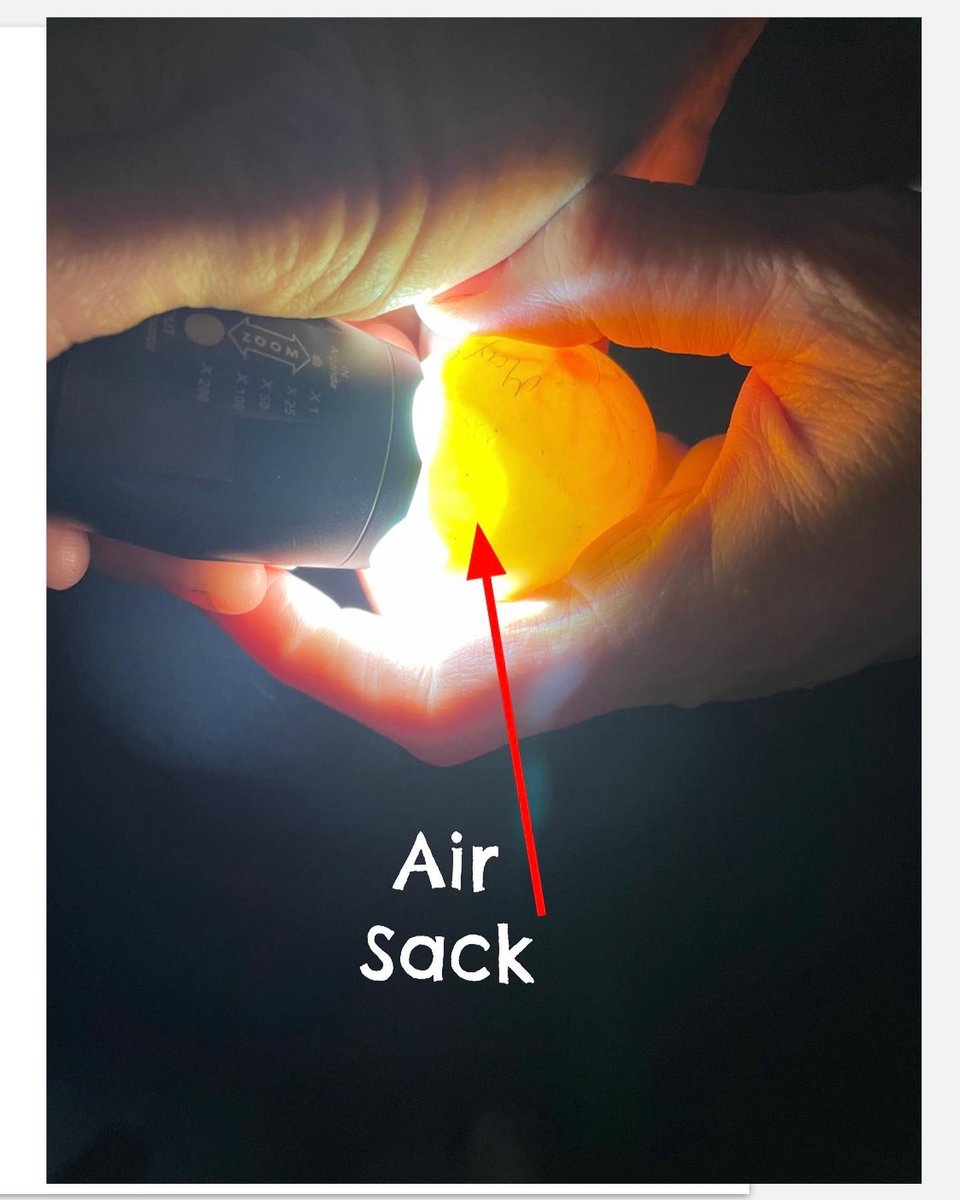 ChiversCottage1's tweet photo. Today is day 5 of our duck eggs incubation cycle. We notice the eggs have veins and an air sack! We are excited to see what changes we will discover in the coming weeks! @SMCDSB_SCH https://t.co/ZGqhAiwfxf