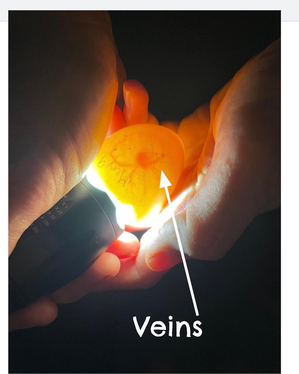 ChiversCottage1's tweet photo. Today is day 5 of our duck eggs incubation cycle. We notice the eggs have veins and an air sack! We are excited to see what changes we will discover in the coming weeks! @SMCDSB_SCH https://t.co/ZGqhAiwfxf