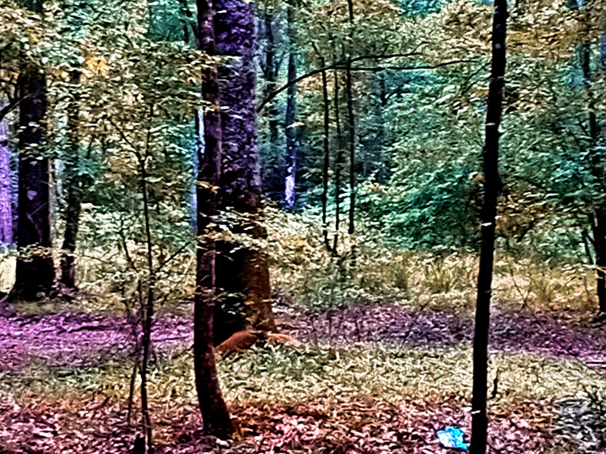 Triniabell1's tweet photo. So funny story earlier. I'm hiking along, alone, in the dark dank forest and saw a ghost lady. Blasted tree almost made me hurt myself. #scary #hiking #ghostfigure #forest #ourtravelsacrossamerica #photography https://t.co/XMRcx5dbz8