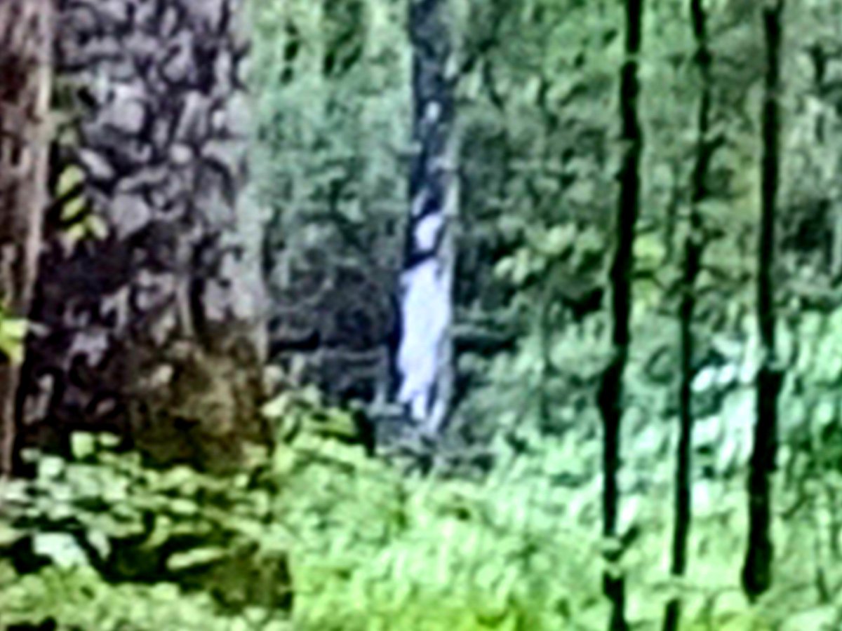 Triniabell1's tweet photo. So funny story earlier. I'm hiking along, alone, in the dark dank forest and saw a ghost lady. Blasted tree almost made me hurt myself. #scary #hiking #ghostfigure #forest #ourtravelsacrossamerica #photography https://t.co/XMRcx5dbz8