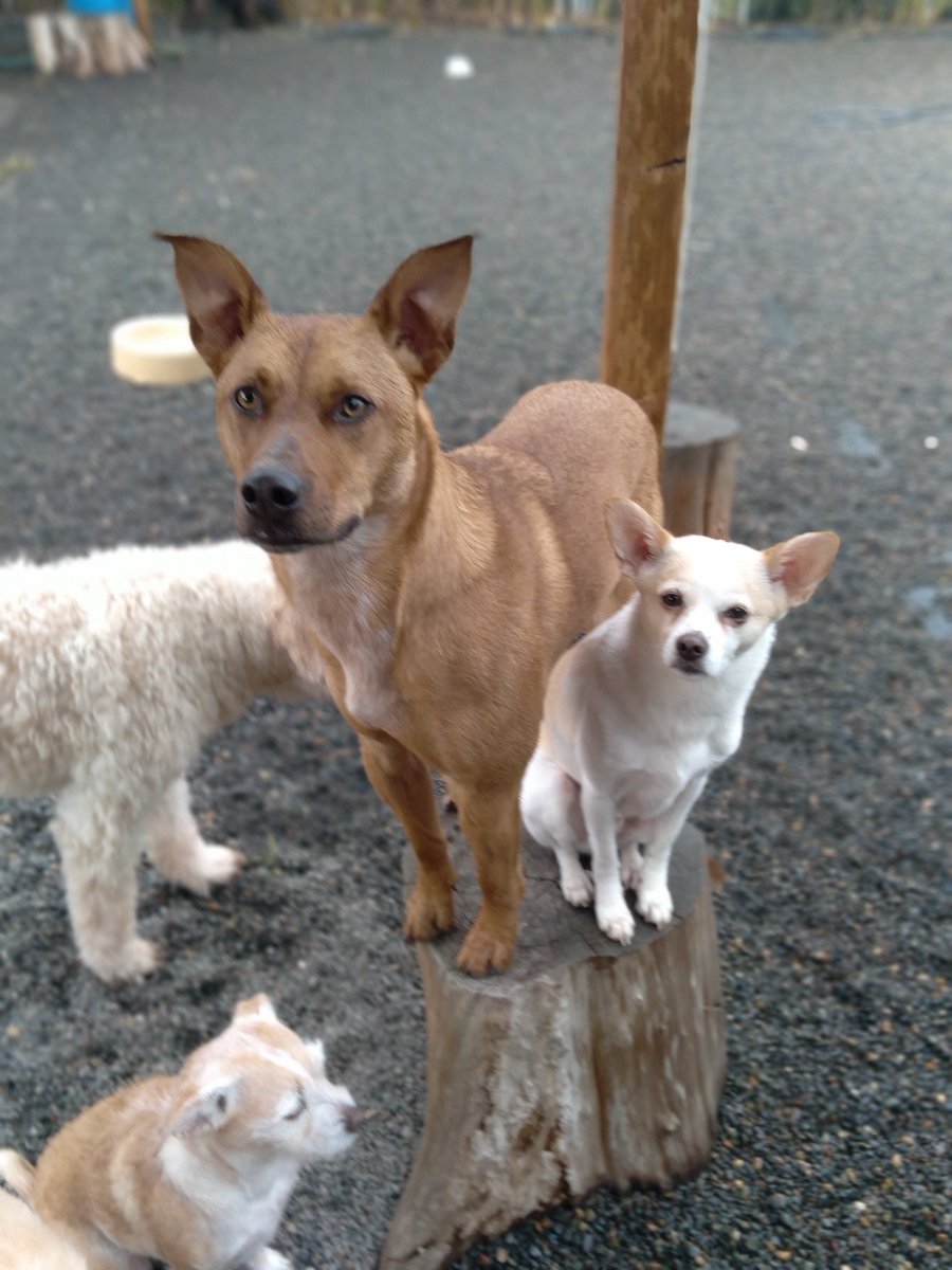 "This is my buddy Remy. He's a staff dog at the pet hotel, too. He's got good ears. It's all about the ears." 

#dogsoftwitter #dogs #pets #DogTwitter #StaffDogs