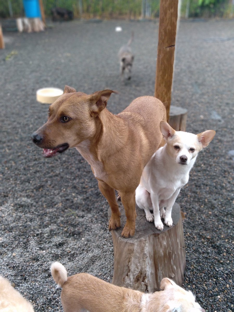 Fraction_Dog's tweet photo. "This is my buddy Remy. He's a staff dog at the pet hotel, too. He's got good ears. It's all about the ears." 

#dogsoftwitter #dogs #pets #DogTwitter #StaffDogs https://t.co/Y45MI2qzwO