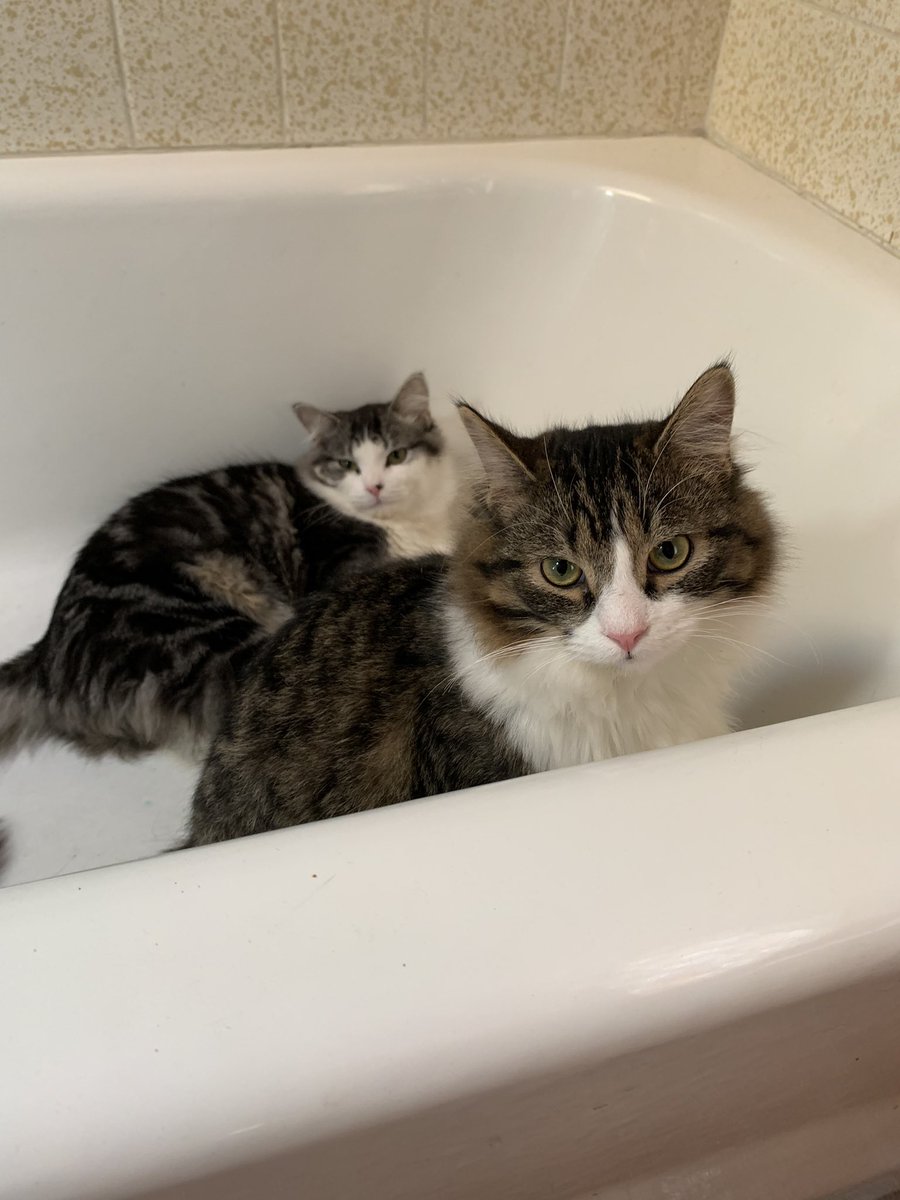 MSMavadosey's tweet photo. Meet Beefy (front) and Fericho (back)! They’re adorable. https://t.co/Y7f1U9SUfv