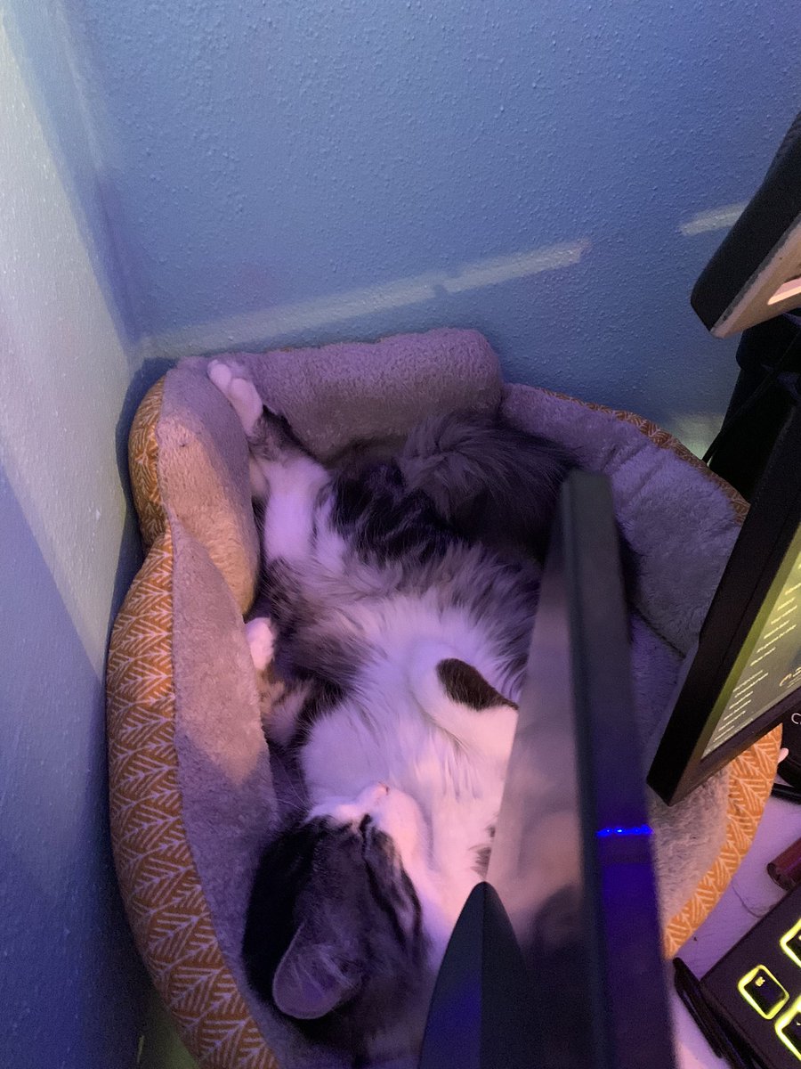 MSMavadosey's tweet photo. Fericho has been a sleepy head today 🥹❤️ https://t.co/fTw9wmDx6V