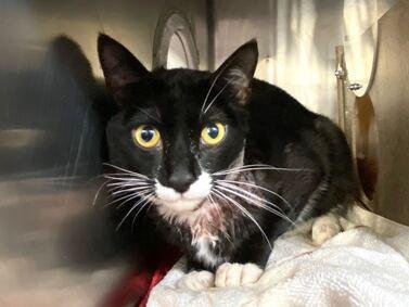 DubJH1009's tweet photo. https://t.co/YdnWsk5ziS #HelpNow #MustGetHelpASAP #DontLetHimDie #SaveHim #nyc #cats https://t.co/4pe0YbE9qG