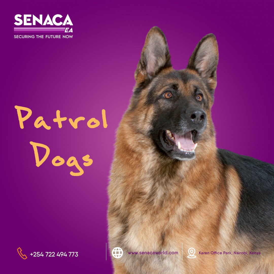 SenacaEa's tweet photo. We have trained and specialized Elite K9 patrol dogs. For more details call us on; 0722494773
#patroldogs #elitek9dogs #k9unit #kenya #Rigathi #marthakarua https://t.co/8l0oY0Bc8L