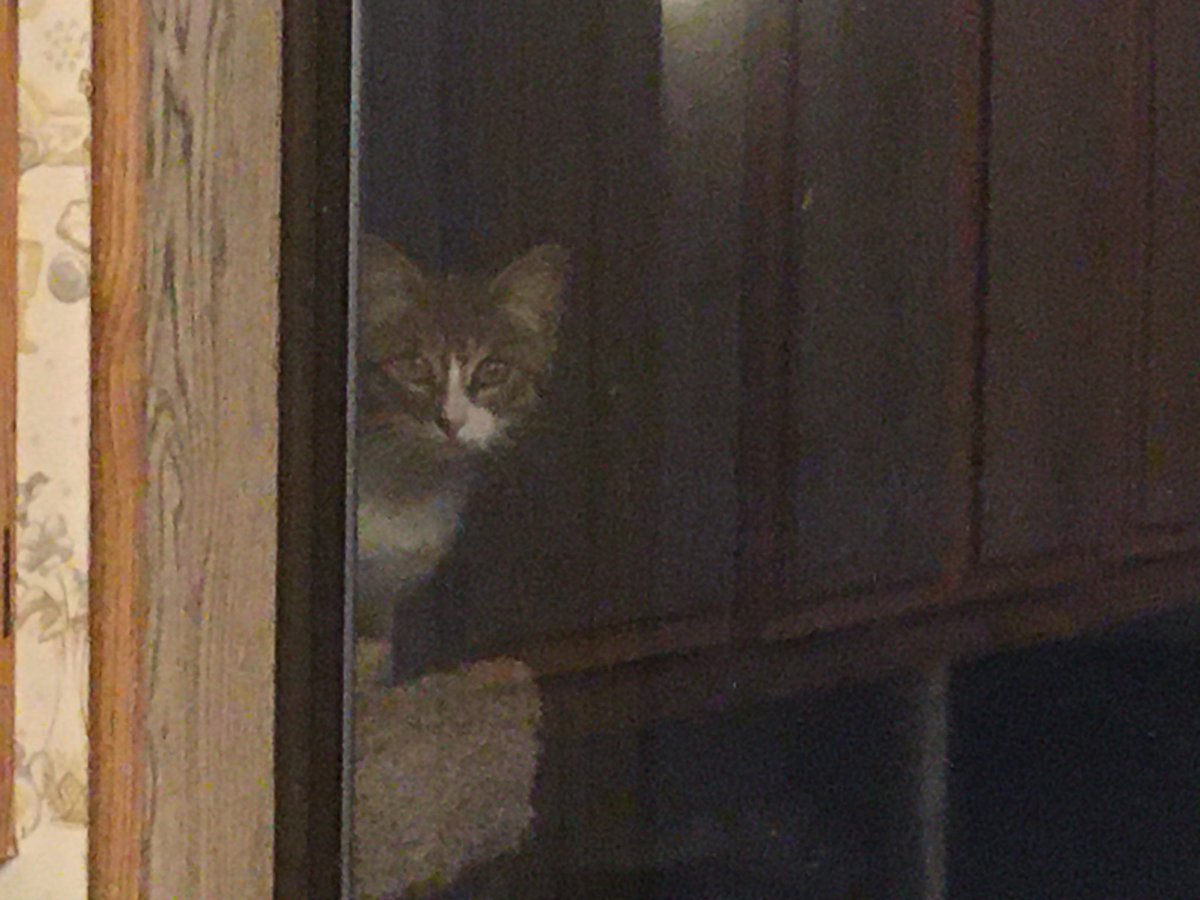 otakusquirrel's tweet photo. Who are you and where is my usual fuzzball…? https://t.co/fLybQFOyXc