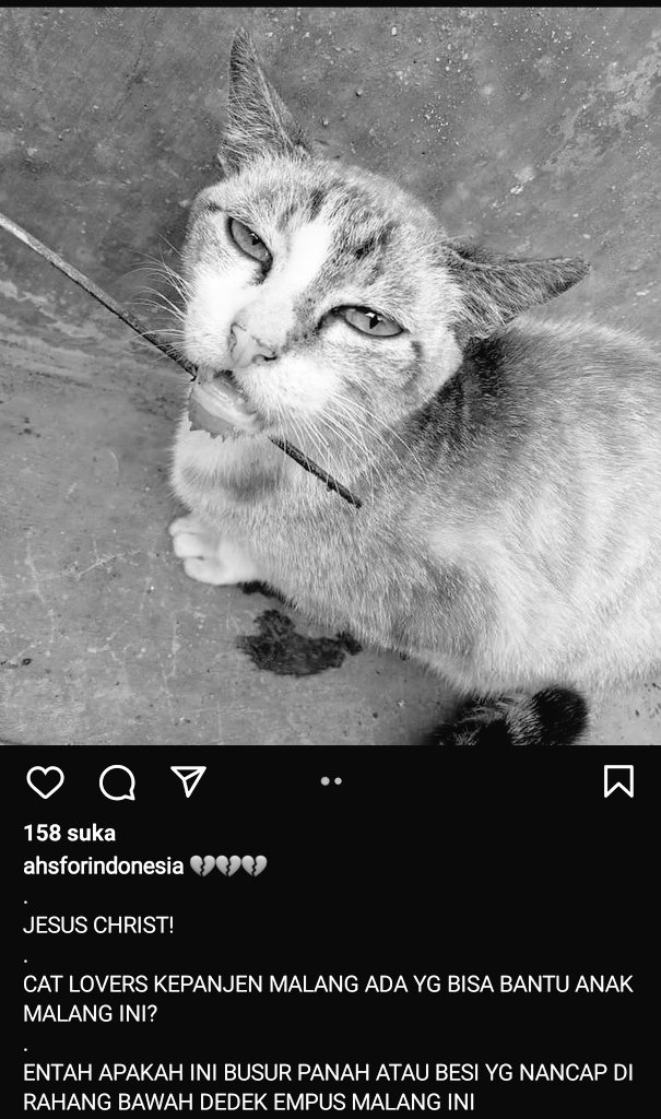 KochengFess v1 tweet media