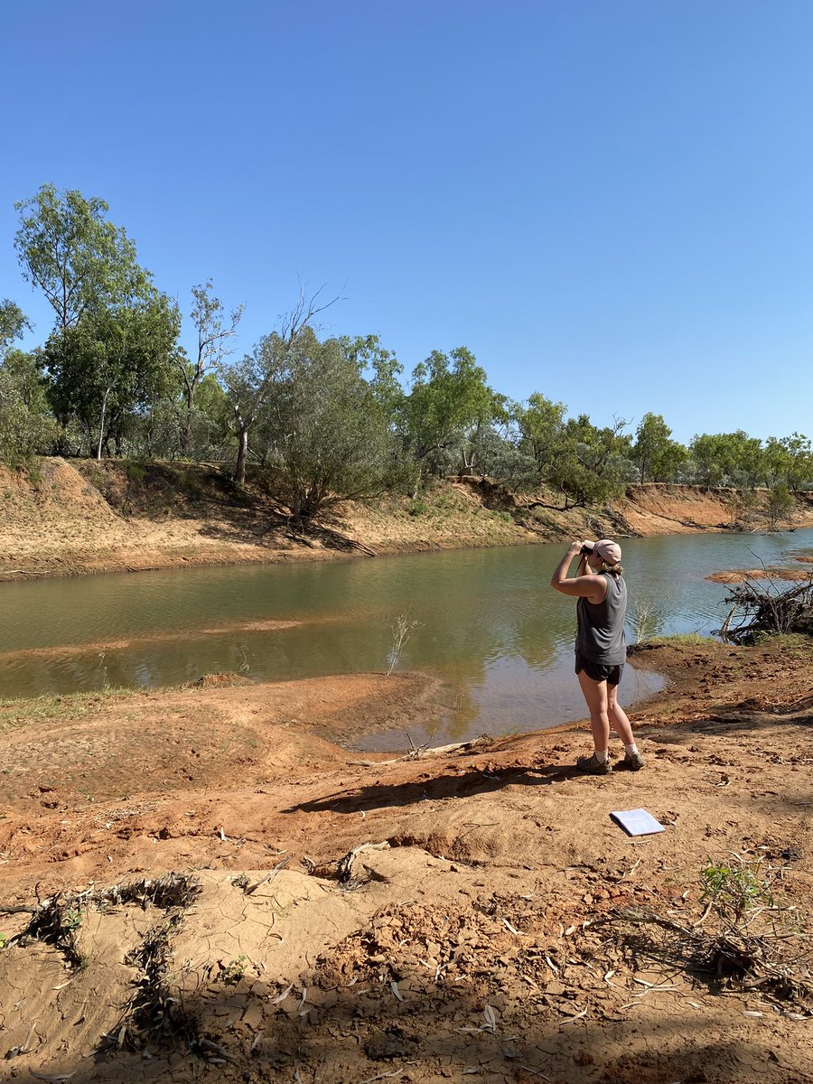 Centre for Conservation Ecology & Genomics (@uc_cceg) on Twitter photo Rivers are a melting pot where #invasive toads meet native predators. Here, <a href="/StephDeering95/">Steph Deering</a> surveys predatory crows ahead of the toad invasion front on the beautiful Fitzroy River for her PhD.
<a href="/IAEUC/">IAE</a> <a href="/UCSciTech/">UC Faculty of Science and Technology</a> #WildOz #phdjourney <a href="/lizard_lab/">The Lizard Lab</a> <a href="/SimonClulow/">Simon Clulow</a> <a href="/RichardDuncanUC/">Richard Duncan</a> Rivers are a melting pot where #invasive toads meet native predators. Here, <a href="/StephDeering95/">Steph Deering</a> surveys predatory crows ahead of the toad invasion front on the beautiful Fitzroy River for her PhD.
<a href="/IAEUC/">IAE</a> <a href="/UCSciTech/">UC Faculty of Science and Technology</a> #WildOz #phdjourney <a href="/lizard_lab/">The Lizard Lab</a> <a href="/SimonClulow/">Simon Clulow</a> <a href="/RichardDuncanUC/">Richard Duncan</a>