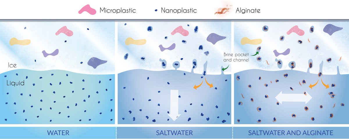 If you are curious about what happens to #microplastics and #nanoplastics in #polar oceans, come and discuss with me today (Tuesday) at poster n#200 

#SETACCopenhagen