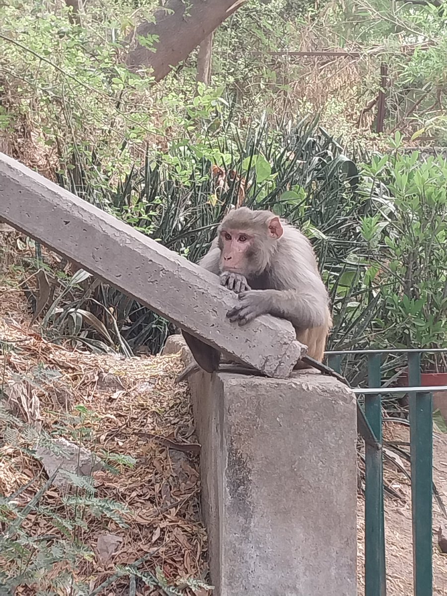 amritatalwar's tweet photo. Sad or self- reflection #monkeysoftwitter https://t.co/IzNkmNWDgl