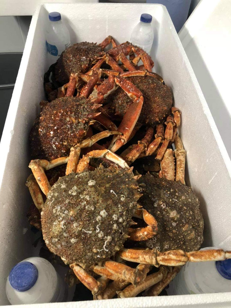 Morning all!! Great news yesterday evening in the form of the nets going onboard Frellie ....the very best dayboat caught fresh Cornish king crab and Turbot available from next week!!! Nationwide delivery and directly from #Boat2plate ensuring unbeatable quality!! 🇬🇧🌊🔥👌
