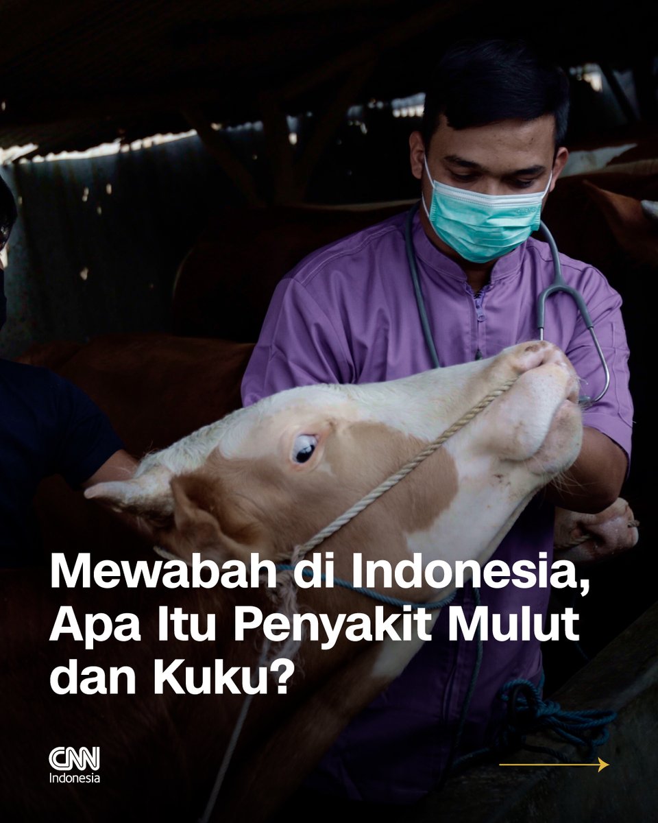 CNNIndonesia's tweet image. Penyakit Mulut dan Kuku tengah mewabah di beberapa wilayah Indonesia.

Simak #utas berikut untuk tahu mengenai PMK. bit.ly/39U7KBe #CNNIndonesia
