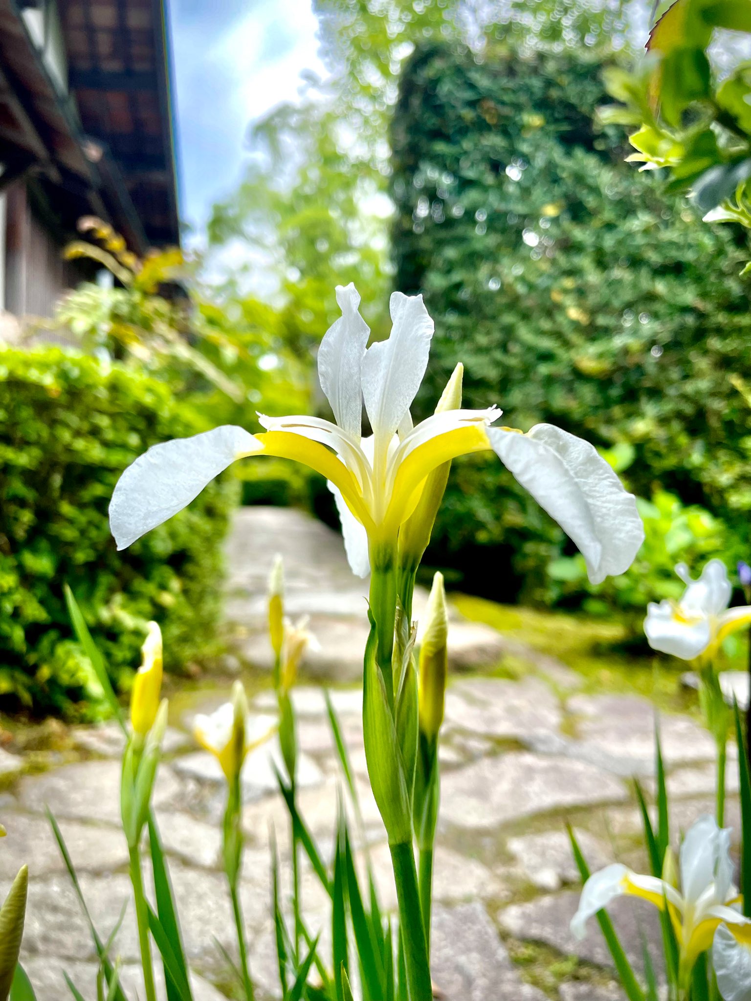 湖東三山 苔の寺 西明寺 蓬莱庭前庭奥に白菖蒲 アヤメ が咲いております 紫のアヤメと共に庭園の足元を彩っております 日本 滋賀県 寺 湖東三山 仁明天皇 勅願寺 国宝第一号 西明寺 名勝庭園 蓬莱庭 庭園 風景 景色 自然 花 菖蒲 湖東三山 苔の寺 西明寺 蓬莱庭前庭奥に白菖蒲 アヤメ が咲いております 紫のアヤメと共に庭園の足元を彩っております 日本 滋賀県 寺 湖東三山 仁明天皇 勅願寺 国宝第一号 西明寺 名勝庭園 蓬莱庭 庭園 風景 景色 自然 花 菖蒲