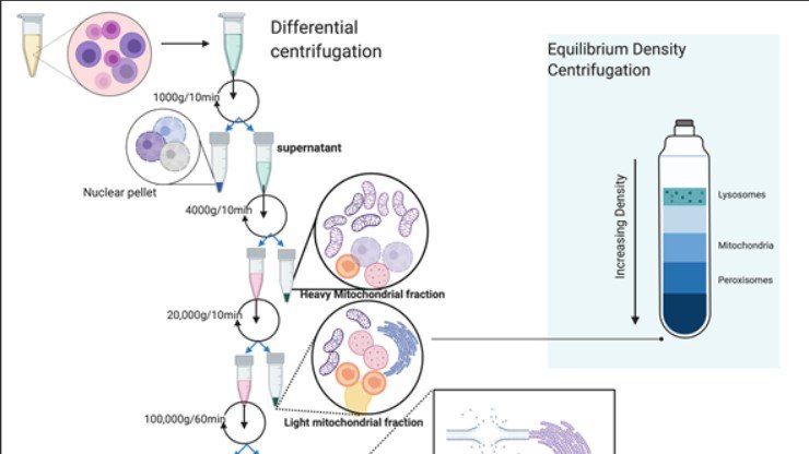 George Emil Palade(1912 – 2008)#Romanian-#American #biologist. "most influential cell biologist ever",1974 #NobelPrize. granted 4 laid founda~s of mod cell bio, notable dis~y- ribosomes of endoplasmic reticulum – #tuesdaymorning #tuesdayvibes #AI #Biology  #NEET2022 #NEET2023