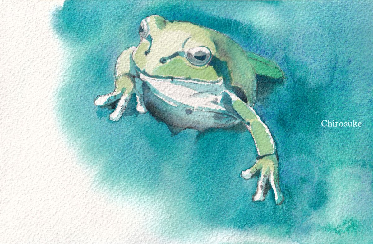 「カエル注意 🐸 #アマガエル #水彩画 」|ちろ助のイラスト