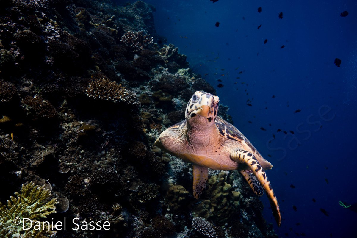 DanielSasse3's tweet photo. #TurtleTuesday a Hawksbill #Turtle one of our 🛟 Rescued turtles. She was rescued from a Ghost net but already lost her front right flipper to the Net. One other reason our work of removing abandoned fishing nets is so important! https://t.co/xLp8KHNIOu