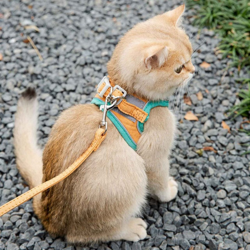 OhhMyWow's tweet photo. Sale Alert - 🔥24.99 Luminous Cat Vest Harness and Leash Set. Carefully designed by experts for a comfortable and enjoyable cat walking experience.
Offering free shipping worldwide. https://t.co/QD5SjWyROH

#cat #catlover #petlover #WOW #sale #freeshipping #wowproduct https://t.co/YtrtjdOZM1