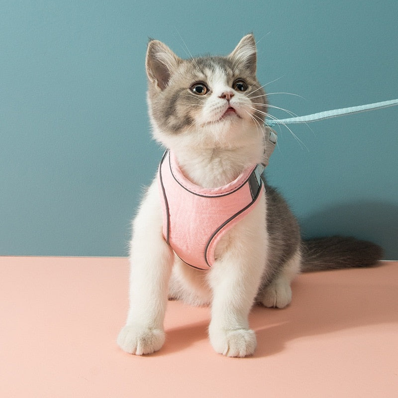 OhhMyWow's tweet photo. Sale Alert - 🔥24.99 Luminous Cat Vest Harness and Leash Set. Carefully designed by experts for a comfortable and enjoyable cat walking experience.
Offering free shipping worldwide. https://t.co/QD5SjWyROH

#cat #catlover #petlover #WOW #sale #freeshipping #wowproduct https://t.co/YtrtjdOZM1