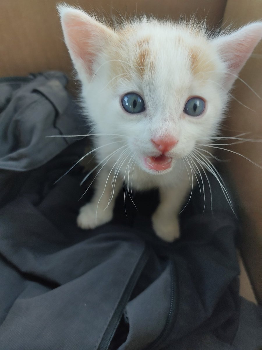 rodrirevis's tweet photo. Esta pequeñína busca casa. Nos la encontramos ayer. Apenas tendrá 3 semanitas, es muy cariñosa y una monada. Nosotros no nos la podemos quedar, así que toda difusión es bienvenida❤️ https://t.co/dHF1MYGKe8