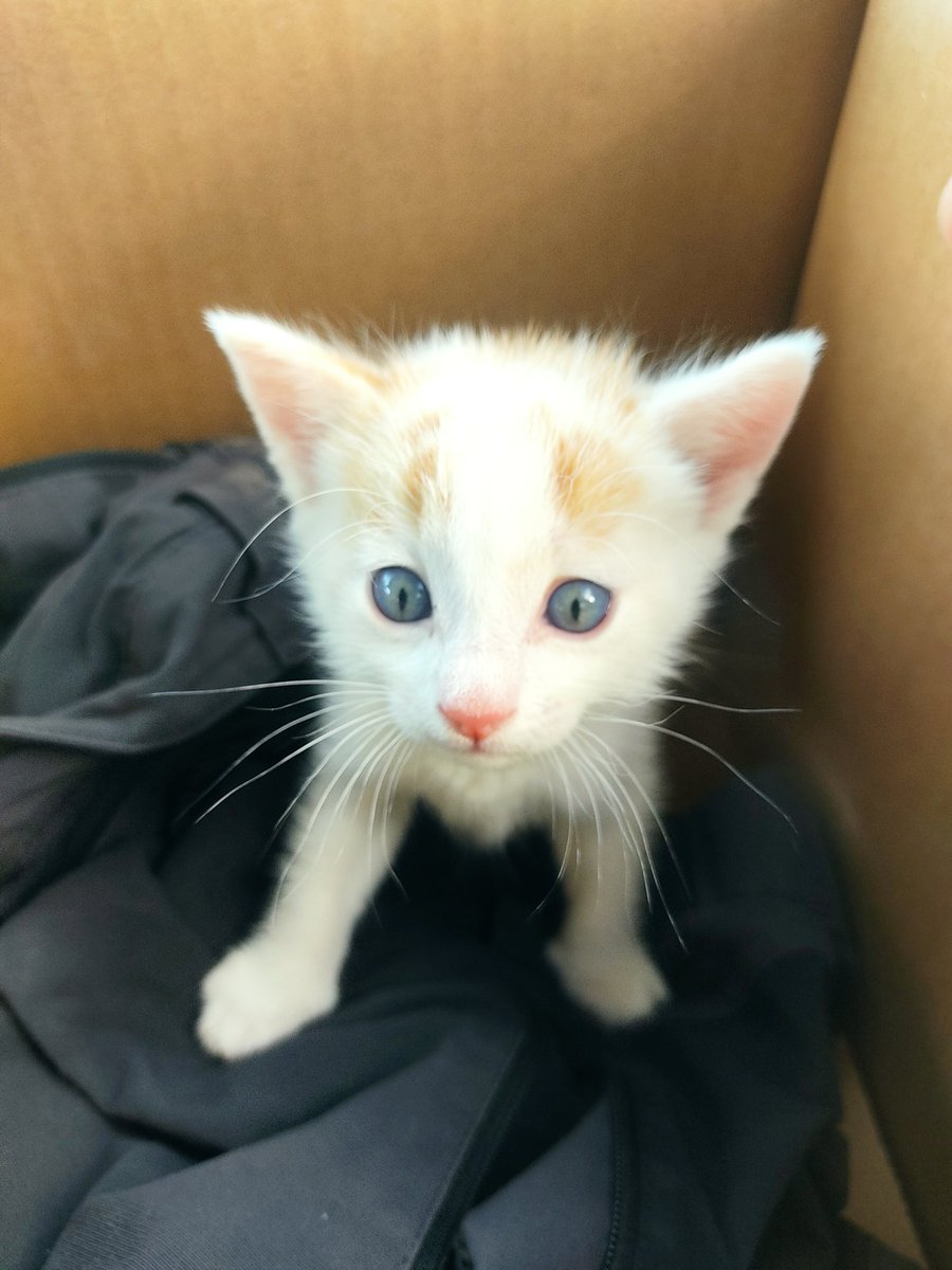 rodrirevis's tweet photo. Esta pequeñína busca casa. Nos la encontramos ayer. Apenas tendrá 3 semanitas, es muy cariñosa y una monada. Nosotros no nos la podemos quedar, así que toda difusión es bienvenida❤️ https://t.co/dHF1MYGKe8