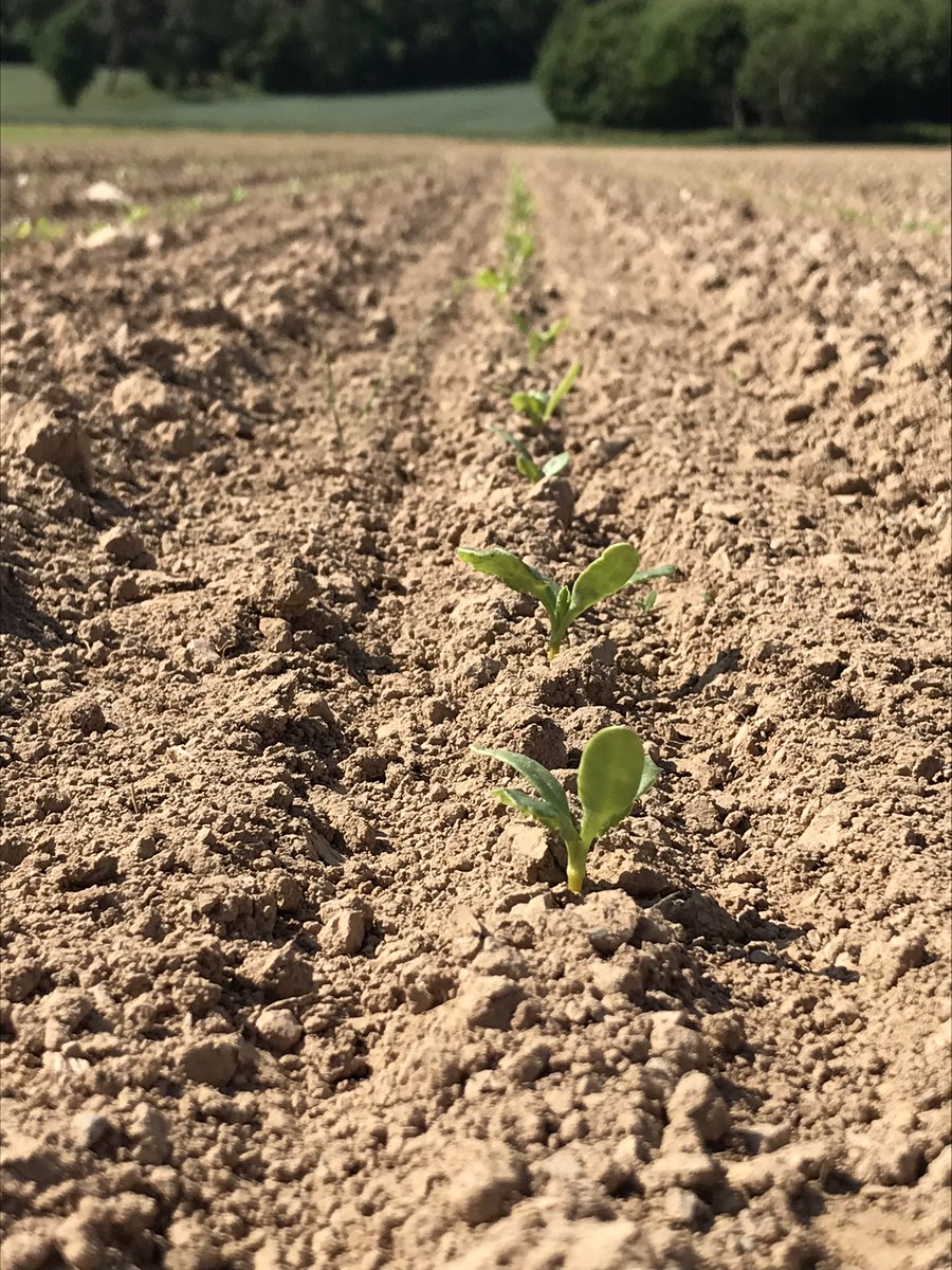 petit_gwen's tweet photo. Entre 2 parcelles de maïs, escale dans une parcelle de #missbetter fourragère semé le 29/04 avec un bon semis de l’ETA de @phagriculture.Maintenant on voudrait bien de l’eau pour toutes les cultures! @MoisdonNegoce @NegoceAgricole @agriculteursBzh @agrodisT @TerrenetFR #vegetal https://t.co/UVnJ486Pim