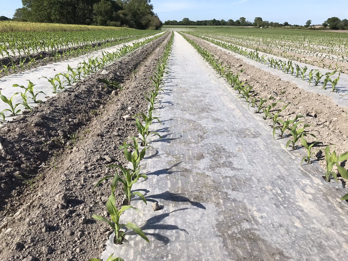 petit_gwen's tweet photo. Entre 2 parcelles de maïs, escale dans une parcelle de #missbetter fourragère semé le 29/04 avec un bon semis de l’ETA de @phagriculture.Maintenant on voudrait bien de l’eau pour toutes les cultures! @MoisdonNegoce @NegoceAgricole @agriculteursBzh @agrodisT @TerrenetFR #vegetal https://t.co/UVnJ486Pim