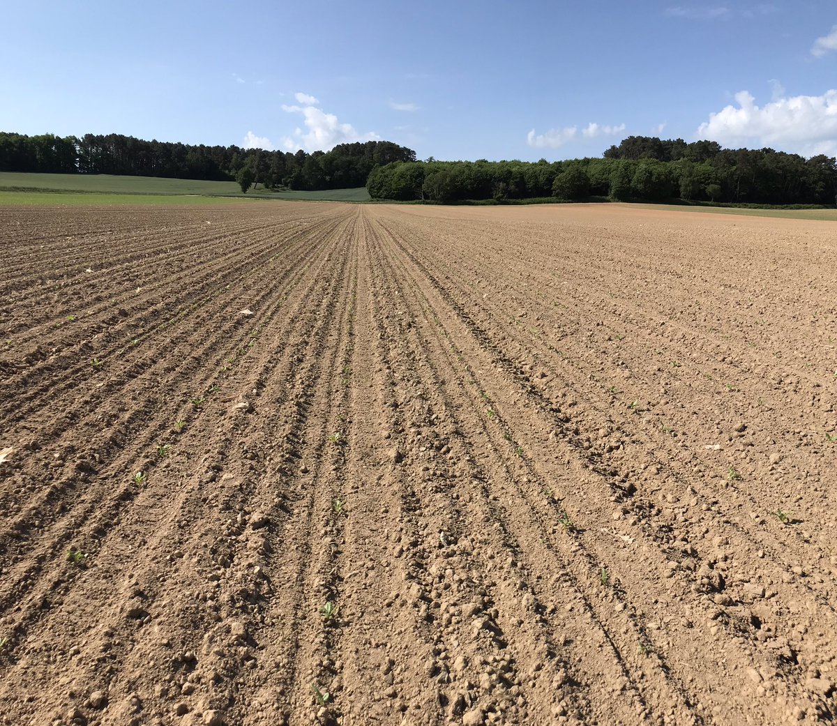 petit_gwen's tweet photo. Entre 2 parcelles de maïs, escale dans une parcelle de #missbetter fourragère semé le 29/04 avec un bon semis de l’ETA de @phagriculture.Maintenant on voudrait bien de l’eau pour toutes les cultures! @MoisdonNegoce @NegoceAgricole @agriculteursBzh @agrodisT @TerrenetFR #vegetal https://t.co/UVnJ486Pim
