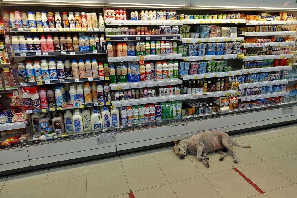 品揃えが豊富なタイのコンビニに横たわる犬 タイでは普通なの とある事情とタイ人の優しさによってこうなっていた Togetter