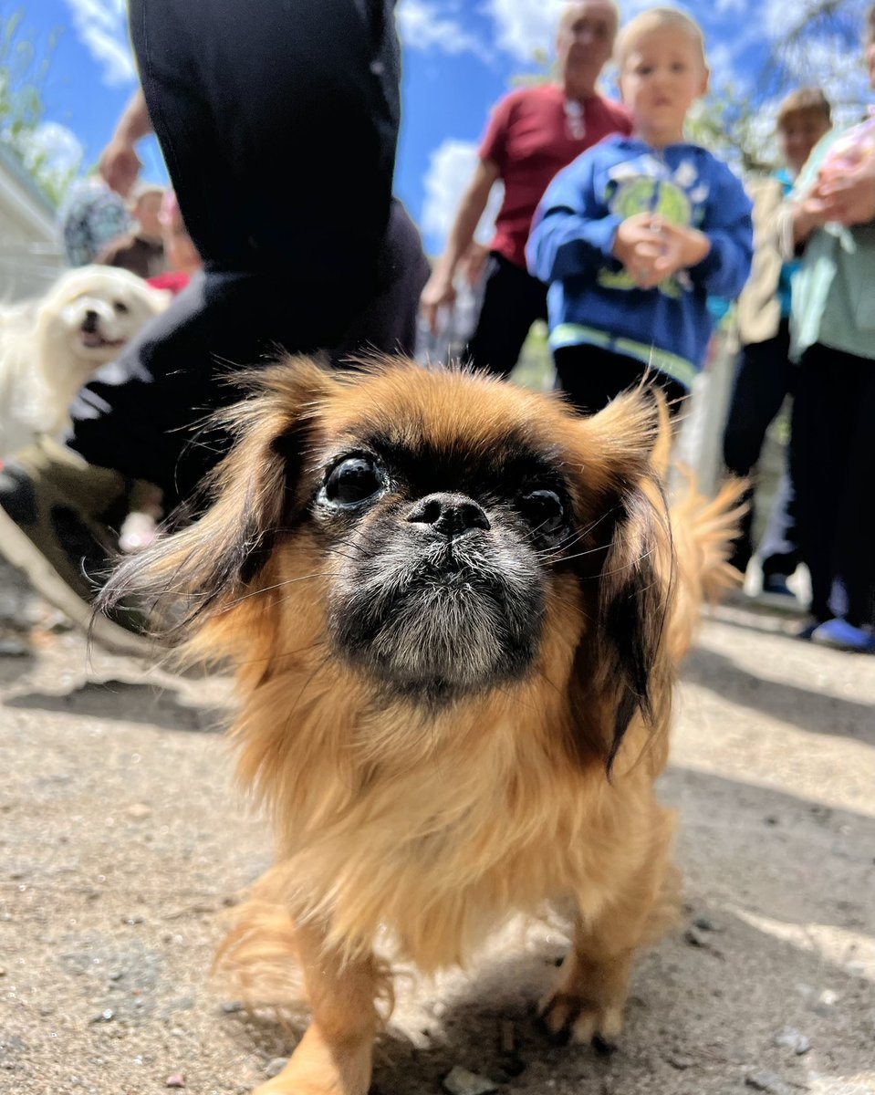 MarcusFillinger's tweet photo. Assisting our friends Alex and Inna in providing humanitarian aid to both animals and humans in Katyuzhanka Ukraine 🇺🇦🇦🇺

For ALPHADOGSs continued mission in Ukraine - your tax deductible donations are greatly appreciated 

https://t.co/MdUfk6wbKy https://t.co/MYm5St2kg8