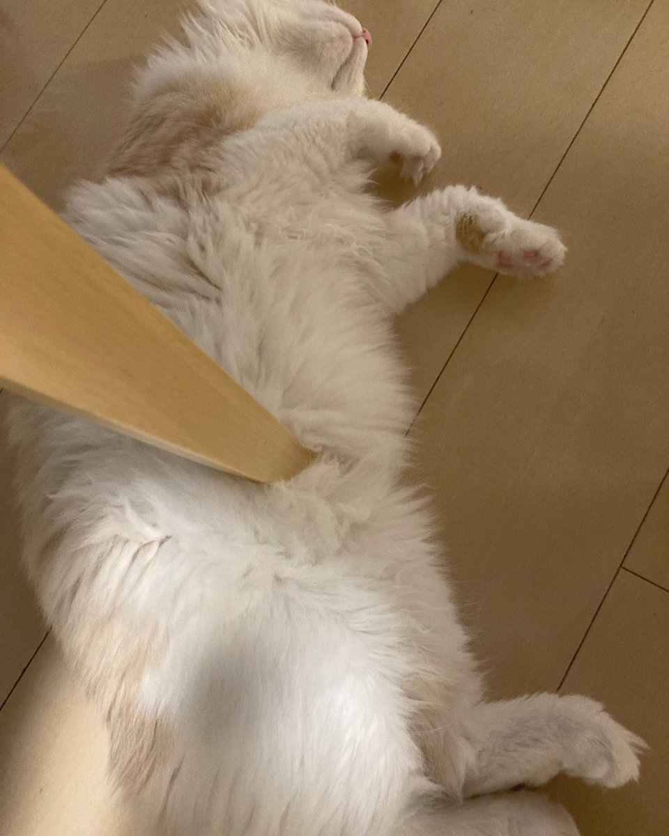yu36874377's tweet photo. 椅子に刺さってるみたいw

#ノルウェージャンフォレストキャット
#猫 https://t.co/cvCZQncaAk