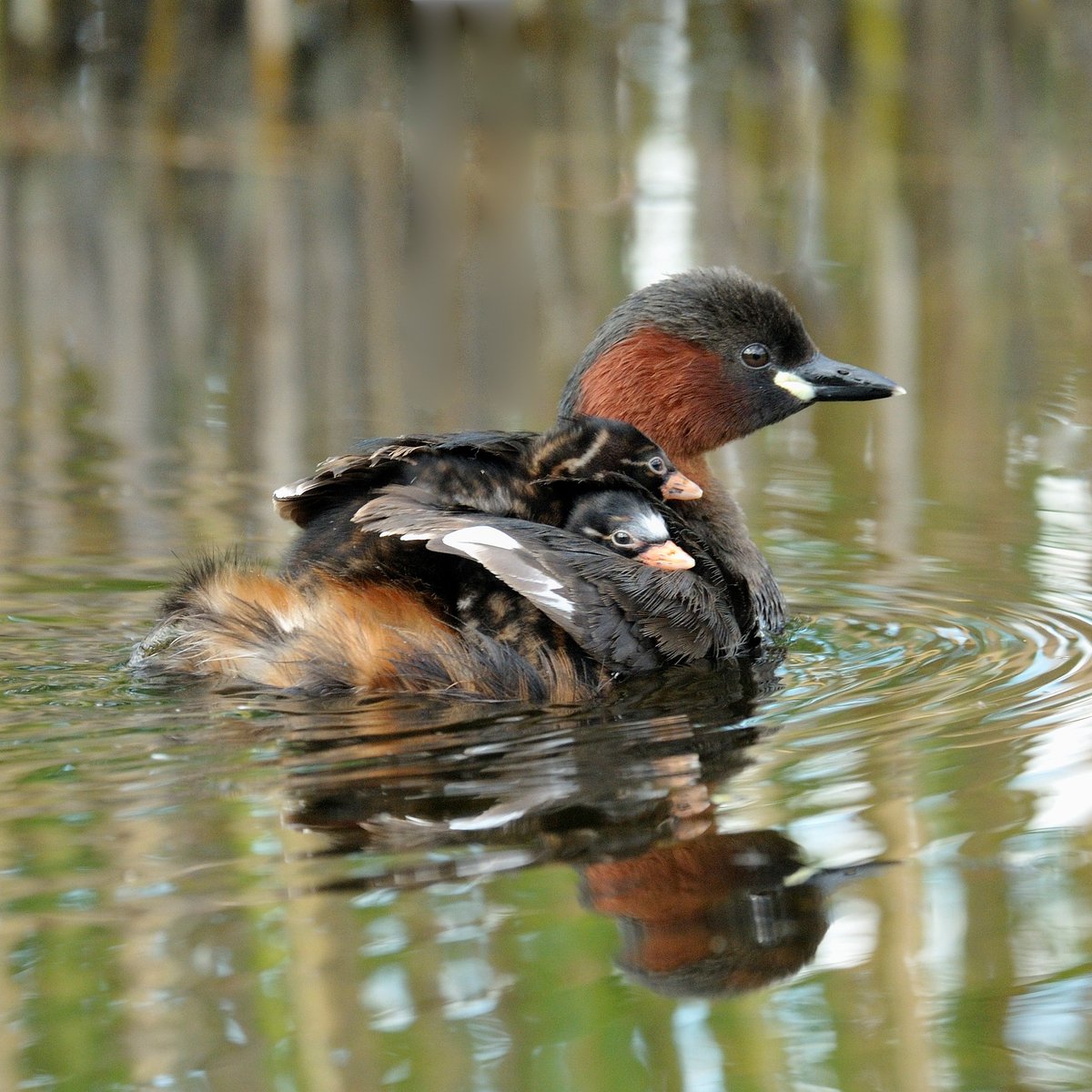 Dit schatje is een dodaars, ons kleinste fuutje, met 2 jongen op haar rug. 😍🥰

Veel vogels laten hun jongen meeliften, maar ze doen nog véél meer. Lees hier wat vogelouders al niet voor hun kleintjes over hebben: vogelbescherming.nl/actueel/berich… 😊

📸 Jelle de Jong