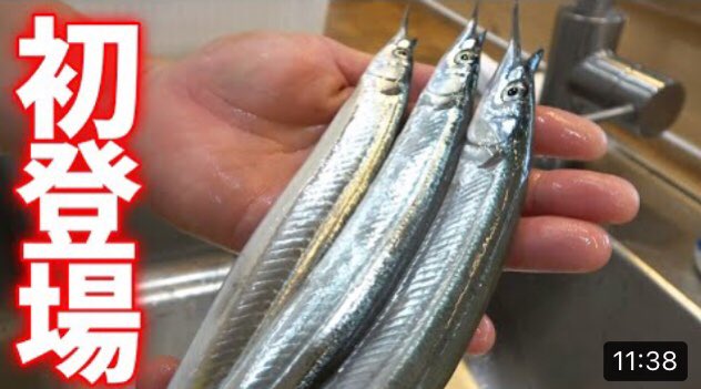 muscles_power's tweet photo. #釣りいろは🎣#サヨリ #細魚 #FishingLife #Fishdishes #Halfbeak #アウトドア #Outdoors
@Kashimacity
【創作料理】腹黒いサヨリ?いろは初の魚を使って絶品料理を作ります!
https://t.co/2tta3CaMES @YouTube
感想: サヨリの天ぷら美味しそう、寿司屋で食べたサヨリの握りが美味しくて忘れられない https://t.co/Hoj0OjC239