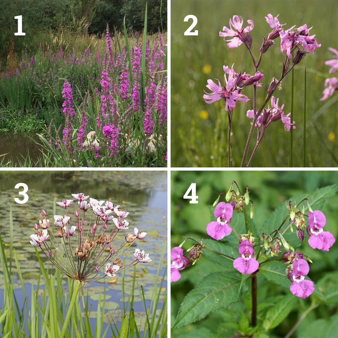 Which one doesn't belong? Three are native and one is an invasive non-native species. Give us your answer in the comments, bonus points if you can name all four species!

Want to help control invasive species? Sign up: riverthame.org/events/
#InvasiveSpeciesWeek @InvasiveSp