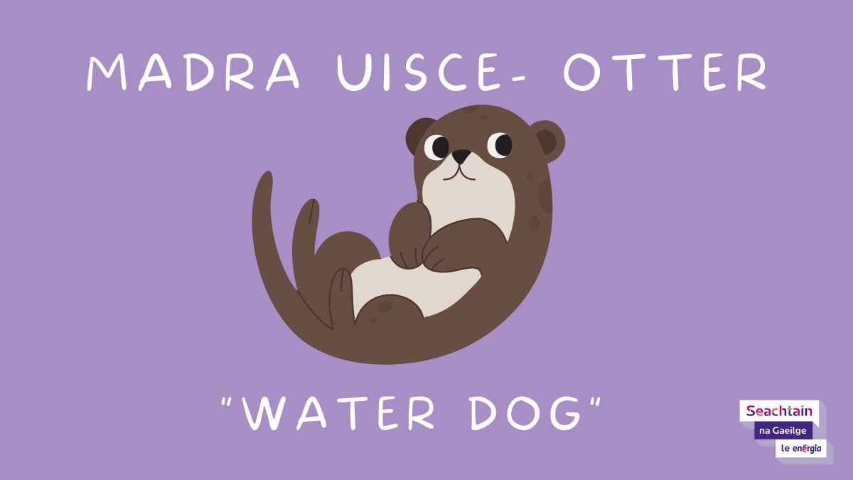 SnaGaeilge's tweet photo. Ainmhí an Lae https://t.co/qDKMvYQmtA
