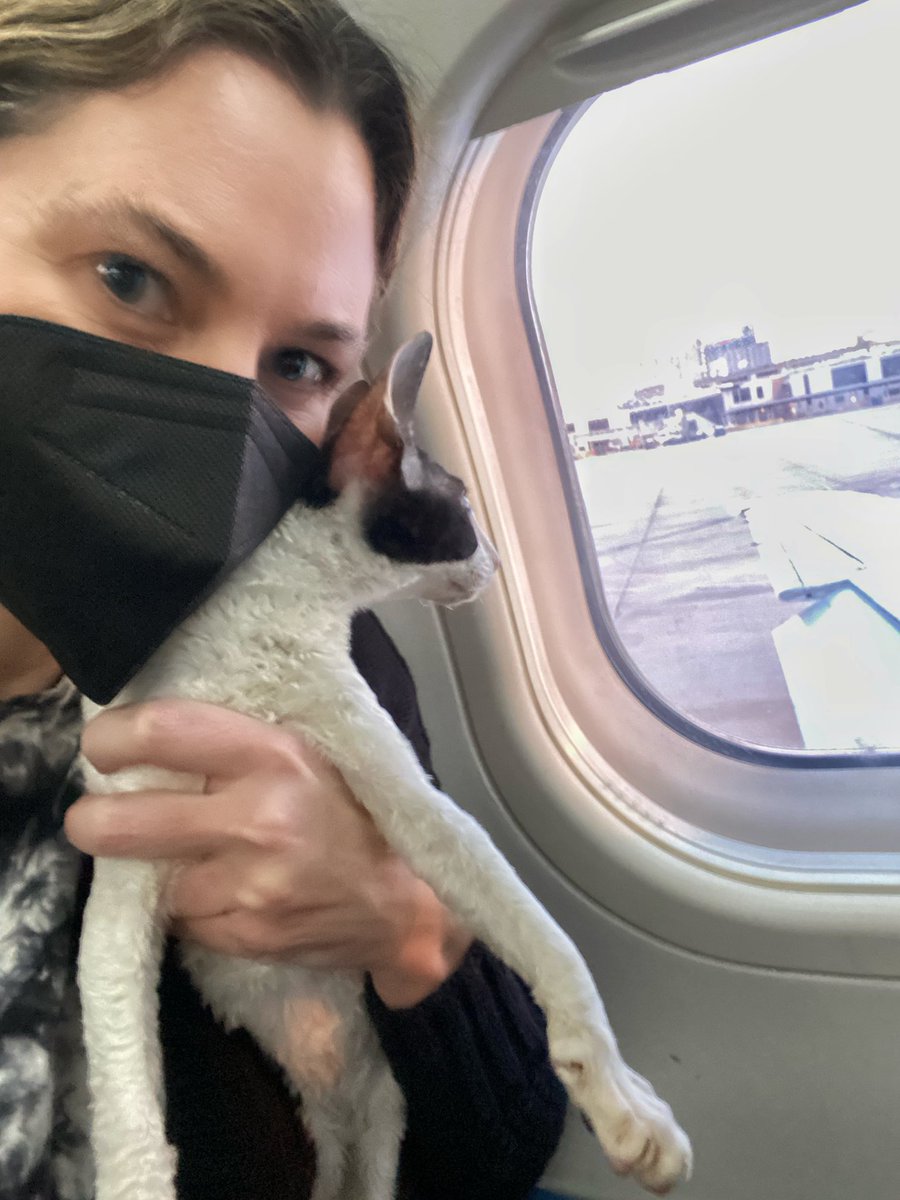 ErinAKirk's tweet photo. Taking this cutie to her new home! She seems to like the view. #gotcurlscornishrex #cornishrex #kittens #flydelta #cfacats https://t.co/PKp1laBC0X