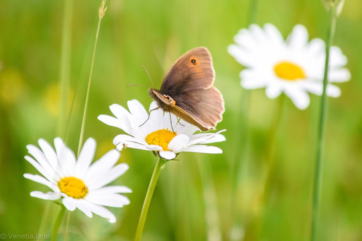 VenetiaJane's tweet photo. "How does the Meadow-flower its bloom unfold?
Because the lovely little flower is free
Down to its root, and, in that freedom, bold;" - William Wordsworth (1770-1850). #TuesdayThoughts #poetry #wildflowers https://t.co/xPyxmN2G9k