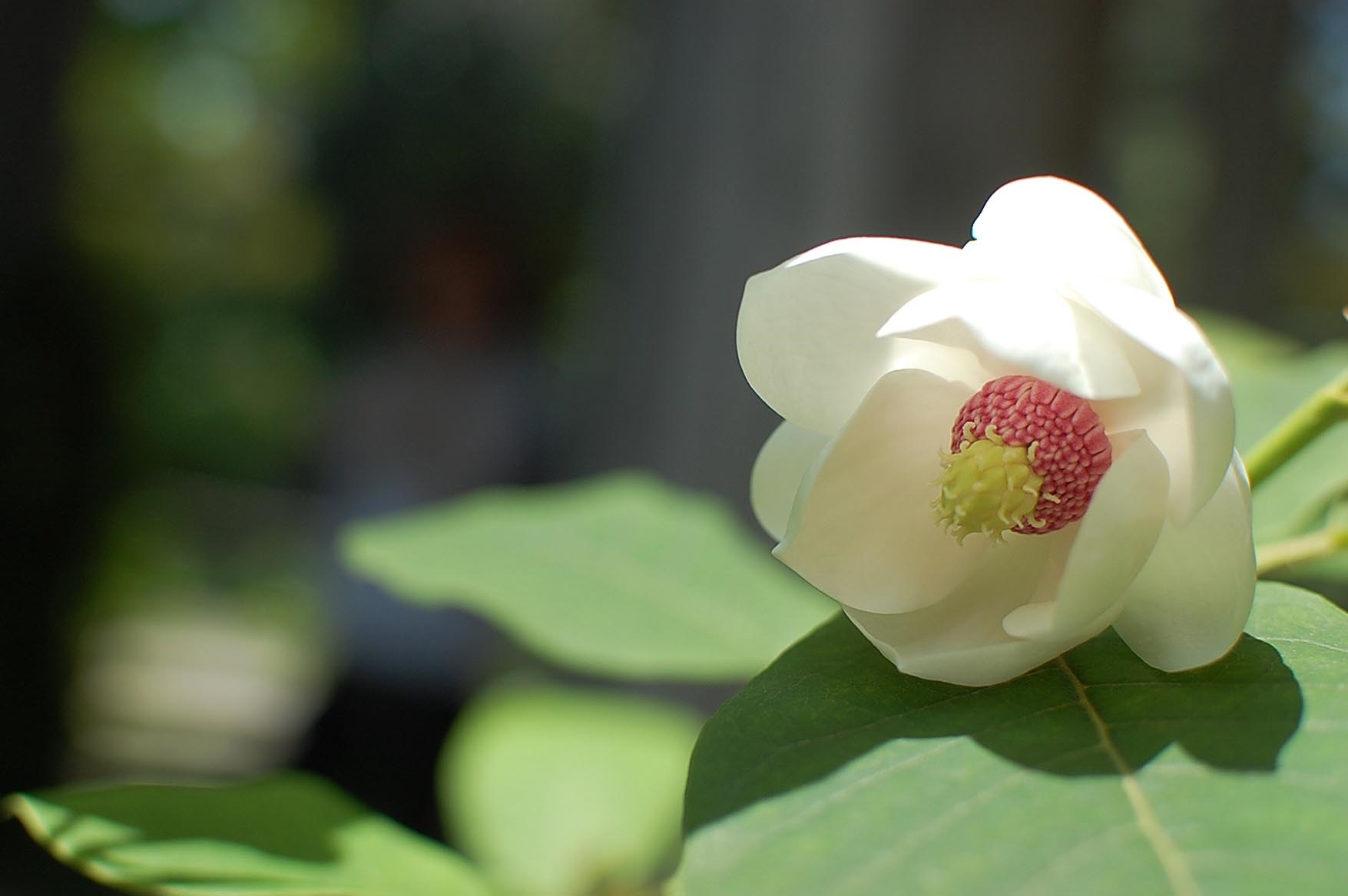 堺市広報課 山深いところにしかさかない 幻の花 オオバオオヤマレンゲが見頃です 近縁種のオオヤマレンゲは 千利休が愛した 利休七選花 のひとつ 6月初旬までが見頃ですので ぜひ堺市都市緑化センターに見に行きませんか 詳しくは緑化センター