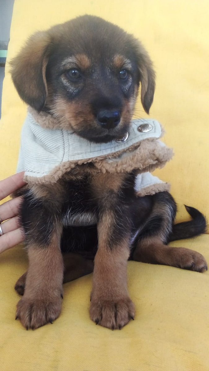 perrosdelalma's tweet photo. Se busca familias responsables para bebitos. Las adopciones son con contrato y seguimiento, llevamos a domicilio. Zona norte. 1164220819. https://t.co/5wtqdA1fnq