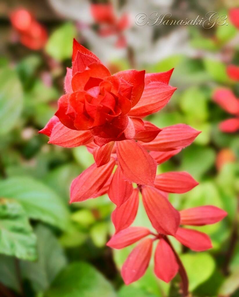 hanasakig3's tweet photo. サルビア・スプレンデンス #salvia #splendens #来路花 #アサギリ属 #ヒゴロモソウ #緋衣草 #スカーレットセージ #scarlet #sage #flower #花 #花言葉 #尊敬 #知恵 #良い家庭 #家族愛 https://t.co/3kEFp2TaUk https://t.co/CniE5xTF4P