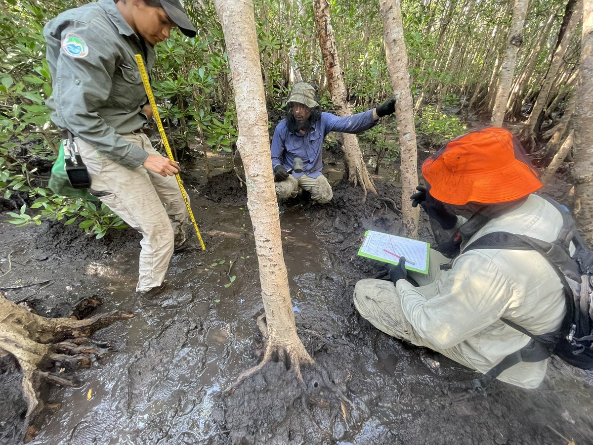 PeterMacreadie's tweet photo. Combining knowledge of First Nations people (@DawulWuru) and western science (@BlueCarbonLab) as we sample #bluecarbon from mangroves at Kukujum. Both teams have a deep appreciation of these magnificent forests. Thank you @cairns_airport for supporting this important research. https://t.co/FY8rhlvGZ9