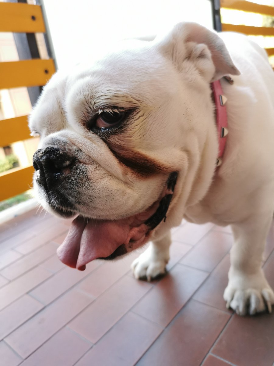 happy TOT 😊🐾 slobbery kisses to all my friends 😀❤️🐾