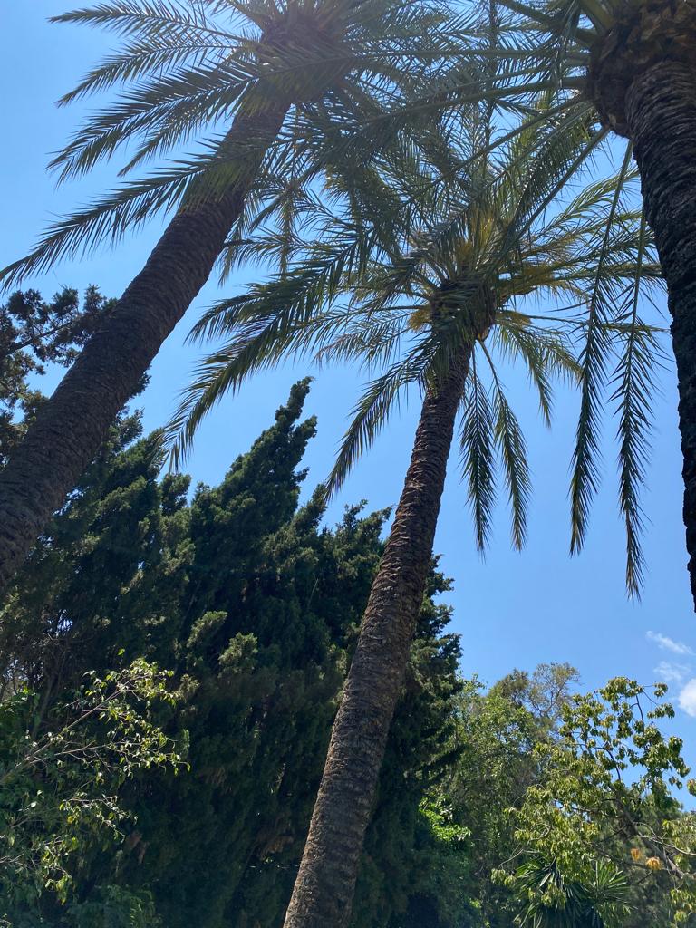 Hace un día maravilloso para disfrutar del son en nuestro #jardín.🌞