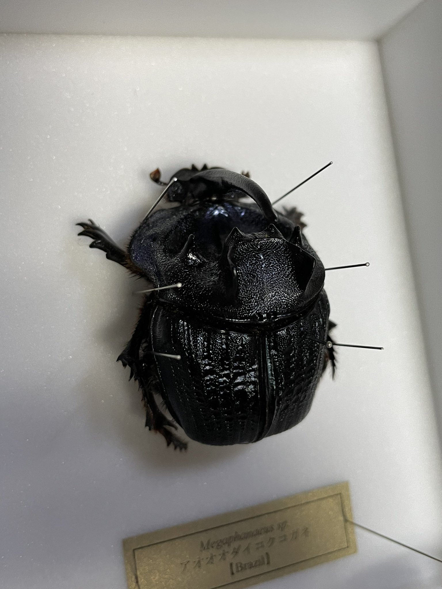 札幌発】ダイコクコガネ&ゴホンダイコクコガネ 昆虫標本 no.69